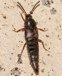 Oxypoda opaca